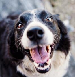 dog smiling facing the viewer