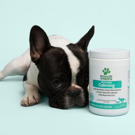 Boston Terrier with Calming Supplements