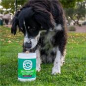 border collie sniffing treat on top of daily probiotics jar