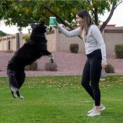 border collie jumping in air to reach jar of Doggie Dailies treats