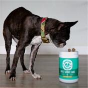 Boston Terrier sniffs treats on top of Doggie Dailies treat jar