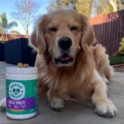 Golden Retriever smiling next to daily multi vitamin