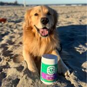 Golden Retriever sitting in sand at the beach with daily multi vitamin jar