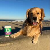 Golden Retriever laying next to daily multi vitamin jar