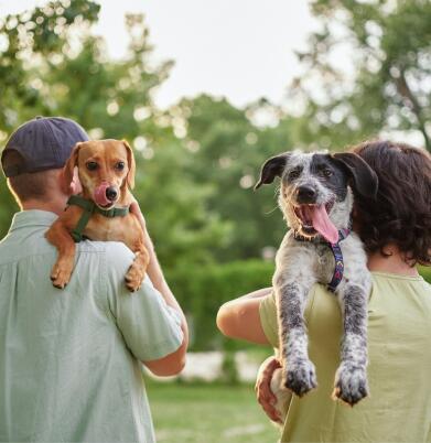 Two people holding their dogs over their shoulder with dogs facing viewer