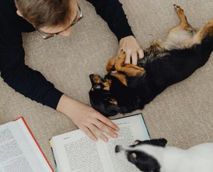 Dachshunds with Bladder Health Supplements