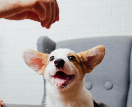 woman giving dog a treat