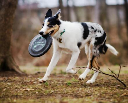 Sheltie with Hip & Joint Supplements