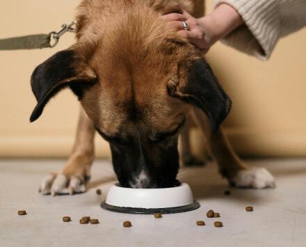 woman giving dog a treat