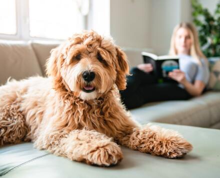 Goldendoodle sitting on couch with female owner in background