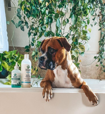 dog in a tub with doggie dailies